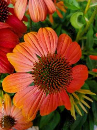 Coneflower  Echinacea angustifolia. bright  flowers of Echinacea purpurea closeup