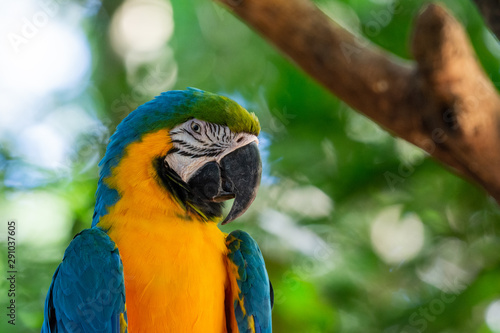 Colorful red, yellow and blue macaws in the Atlantic rainforest biome photo