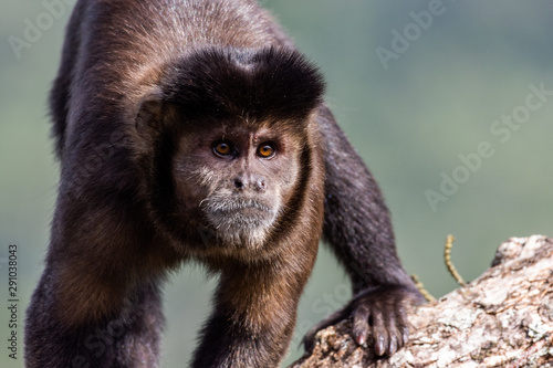 The Itatiaia National Park is a Brazilian conservation unit of integral nature protection located in the Itatiaia massif, in the Mantiqueira mountain range, between the states of Rio de Janei photo