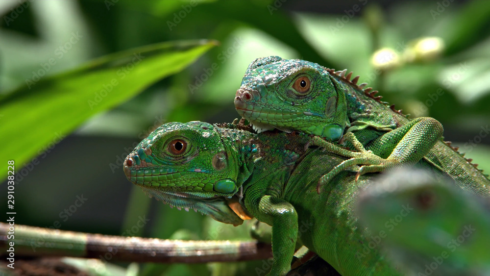 Obraz premium green iguana on a branch