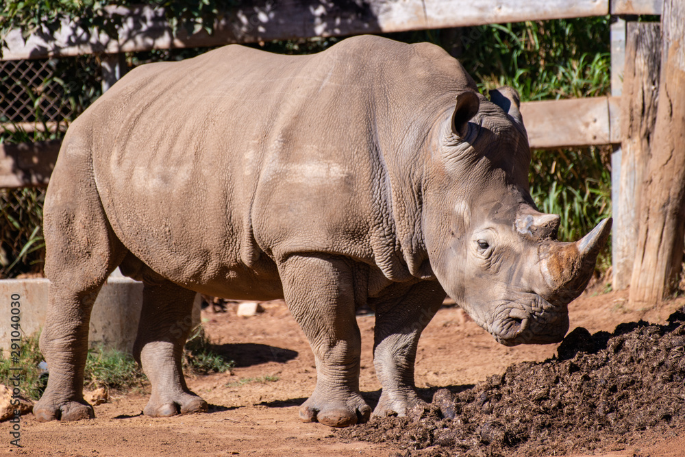 Fototapeta premium rhinoceros in zoo