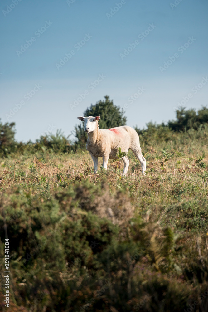 A single sheep in the countryside