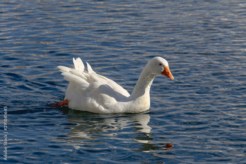 Obraz premium Floating in the pond white goose on a sunny day close-up.
