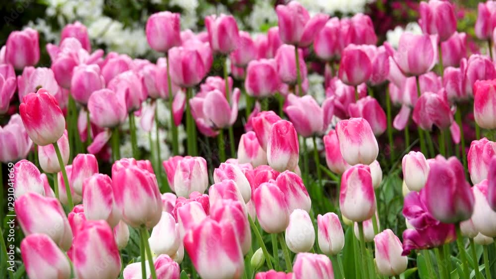 White and pink tulips. Field of tulips on a summer day. Close up White and pink tulips. Field of tulips on a summer day. Close up