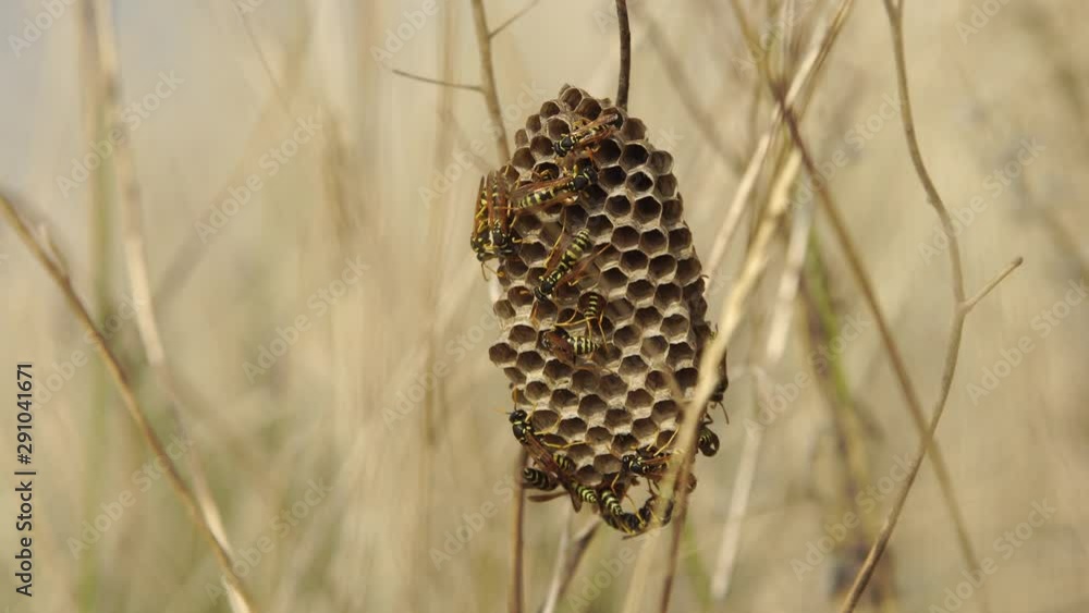Wasp at the vespiary building in the field of dry grass close-up (4K, 25fps) Wasp at the vespiary building in the field of dry grass close-up (4K, 25fps)