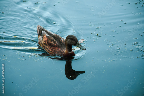 duck in water