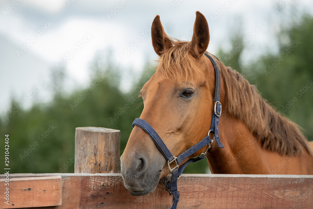 Muzzle of calm purebred brown racehorse by fence in rural environment Muzzle of calm purebred brown racehorse by fence in rural environment