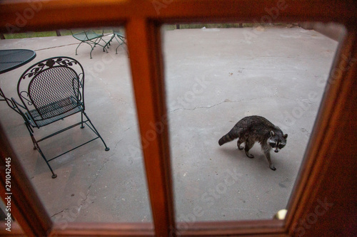 A raccoon approaches the kitchen of a mountain cabin in Colorado. photo