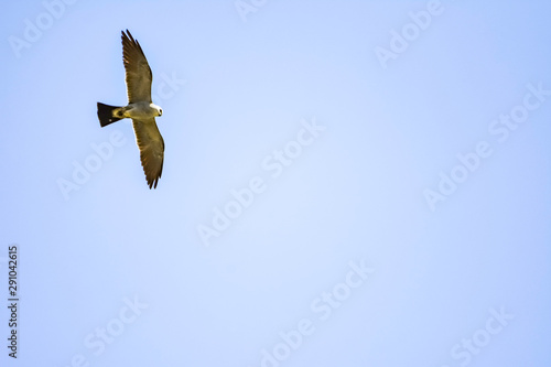 soaring bird of prey