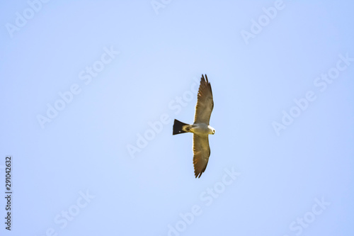 soaring bird of prey