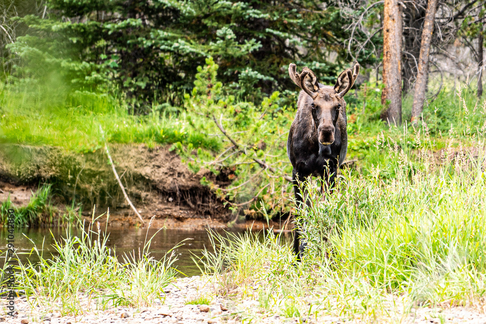 Moose next to a creek in Rocky Mountain National Park Moose next to a creek in Rocky Mountain National Park