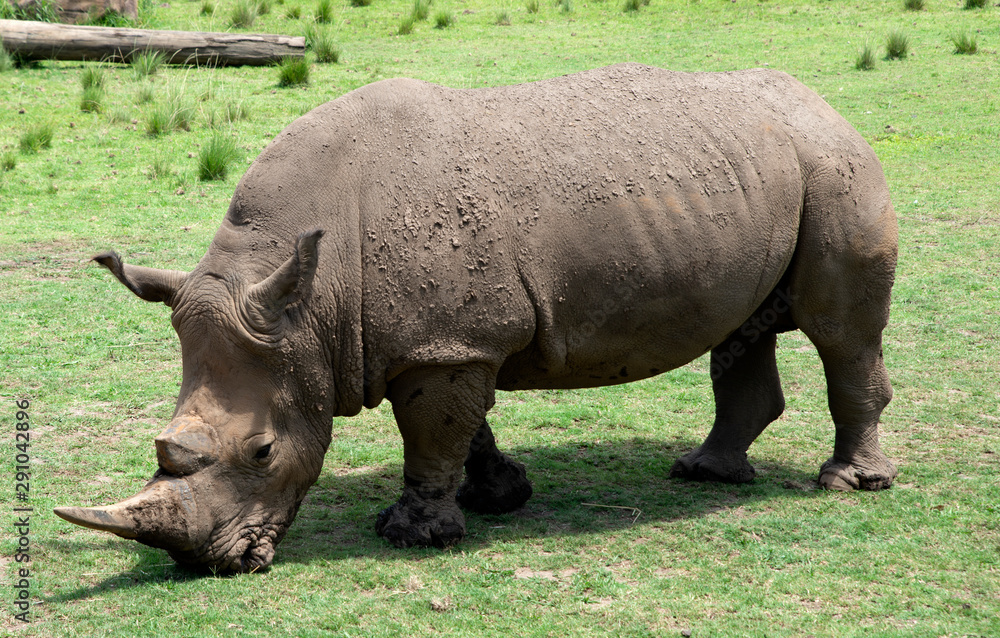 Rhinoceros Rhinoceros