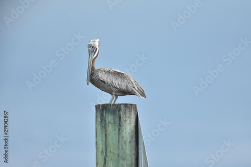 white pelican on post