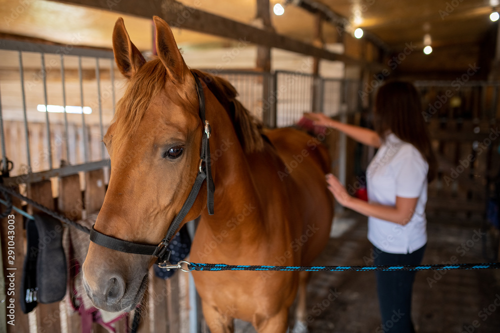 Young female caregiver taking care of young brown racehorse in stable Young female caregiver taking care of young brown racehorse in stable