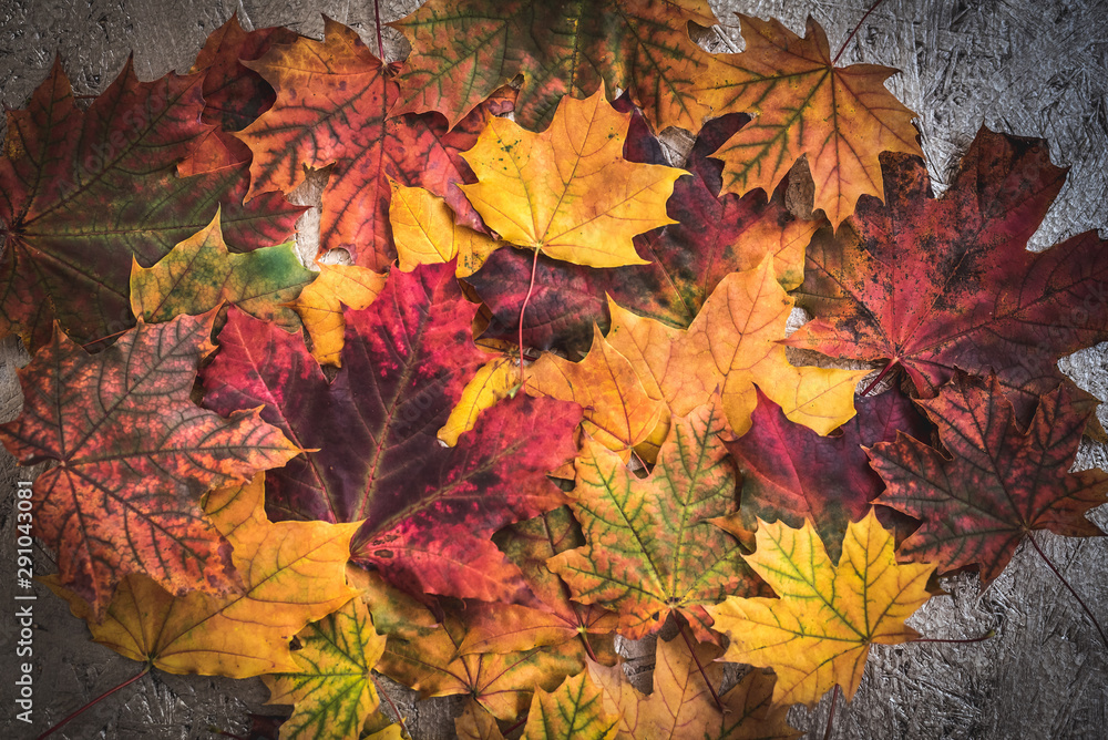 Beautiful bright Colorful Autumn Leaves background