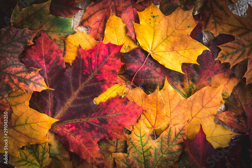 Beautiful bright Colorful Autumn Leaves background