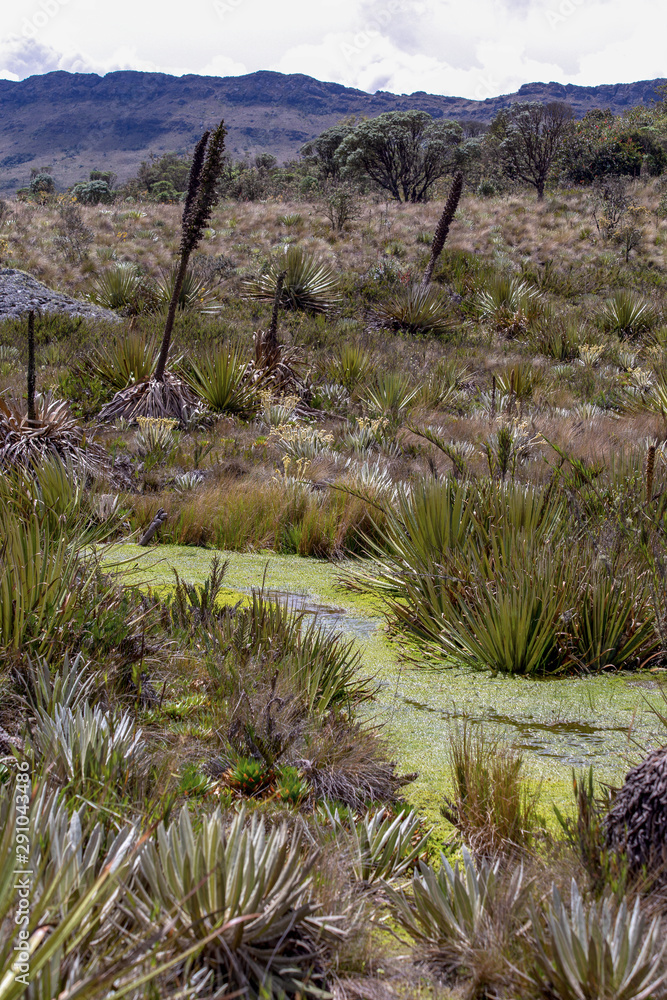 A spring of water covered in moss in the middle of a field of frailejones at the highlands of the Andean mountains of central Colombia. A spring of water covered in moss in the middle of a field of frailejones at the highlands of the Andean mountains of central Colombia.