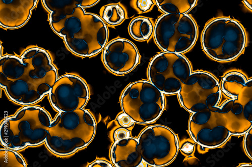 Shape of bacterial cell: cocci, bacilli, spirilla bacteria  photo
