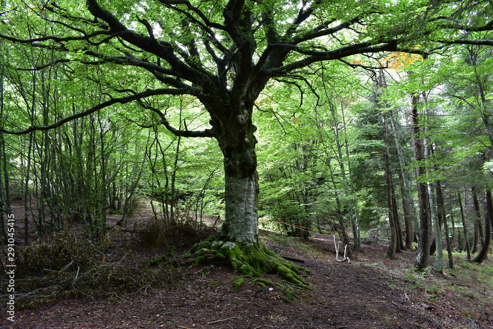 Fototapeta premium Naturaleza