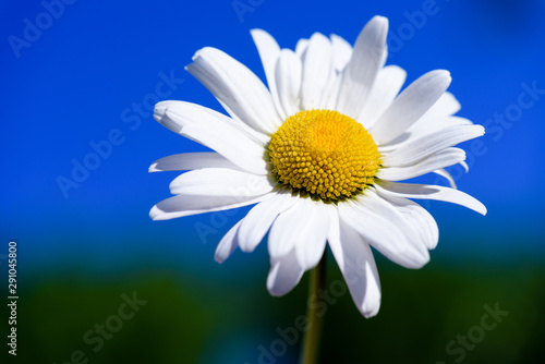 White camomile. Wild flowers daisy white  against the blue sky.