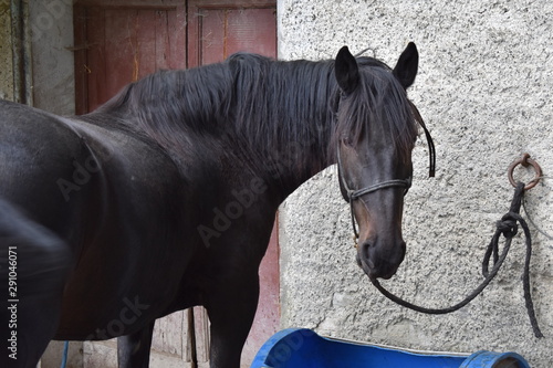 Caballos de Ramiseto