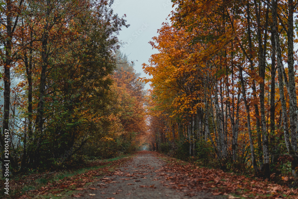 Fall Fall