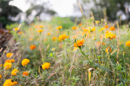 Orange flowers © Vivijen