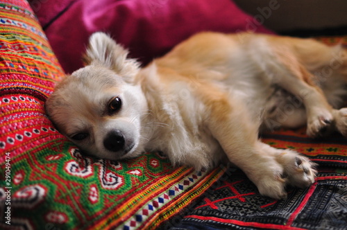 Cute domestic white chihuahua dog lying on couch.