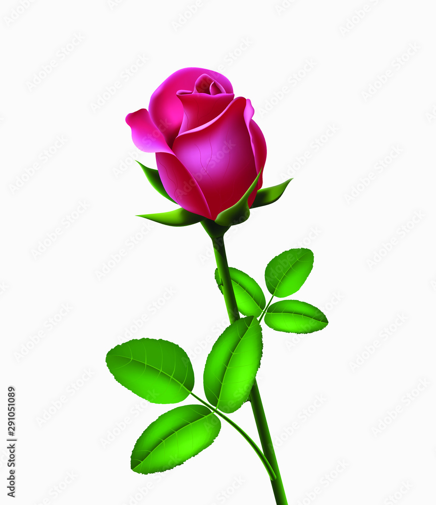 Beautiful pink rose isolated on white background, flower gift, garden flower, rose bud, 3d design. Vector illustration. Beautiful pink rose isolated on white background, flower gift, garden flower, rose bud, 3d design. Vector illustration.