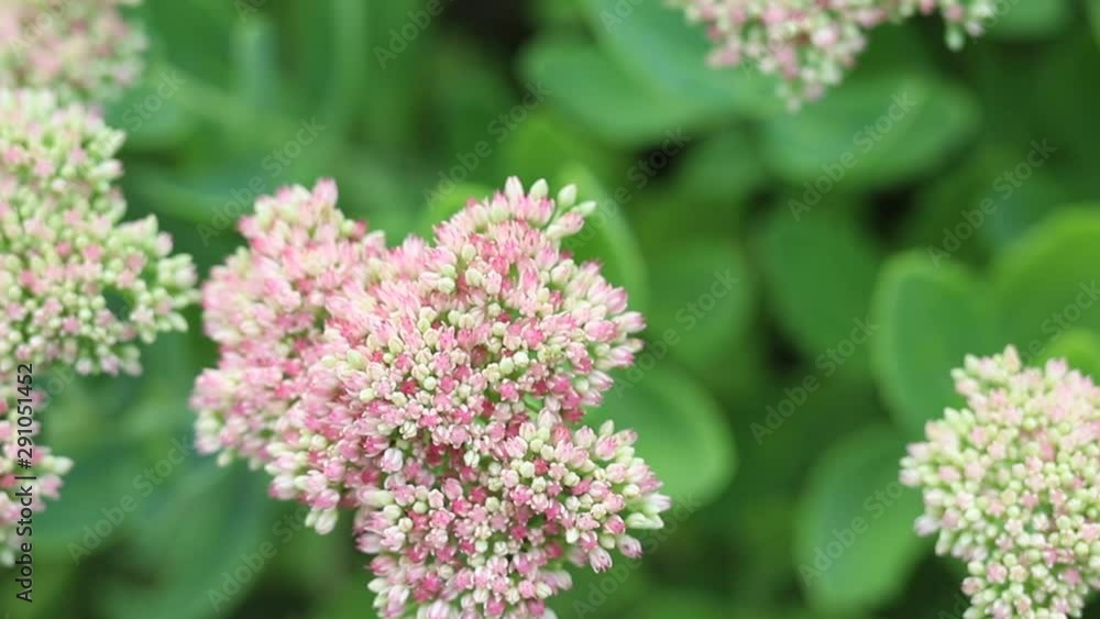 Beautiful slow motion decorative garden Sedum spectabile Flowers or stonecrop blossoming at autumn. Soft focus. Flower card background Beautiful slow motion decorative garden Sedum spectabile Flowers or stonecrop blossoming at autumn. Soft focus. Flower card background