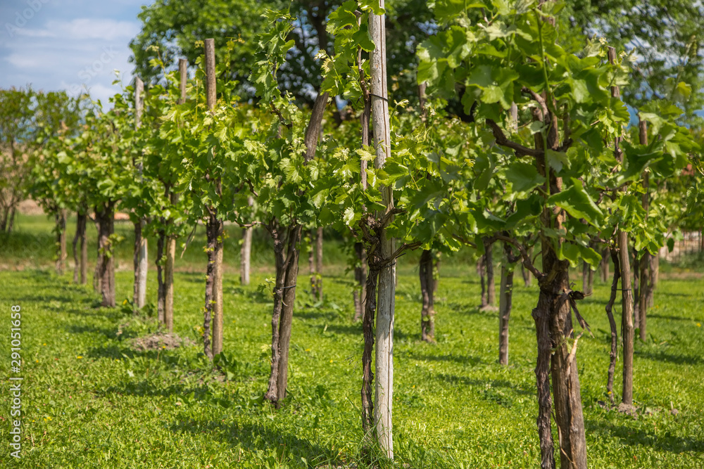 Vineyard in the region of Kakheti in Georgia