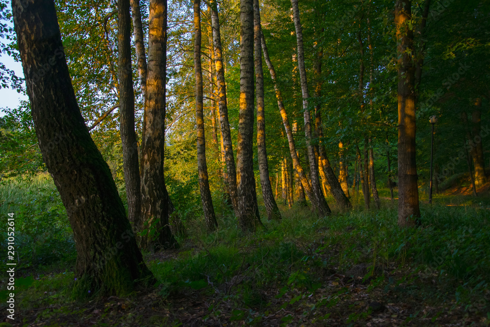 Landscape, forest, the setting sun illuminates the tops of the trees in the forest, park, greenery, sunset, nature Landscape, forest, the setting sun illuminates the tops of the trees in the forest, park, greenery, sunset, nature