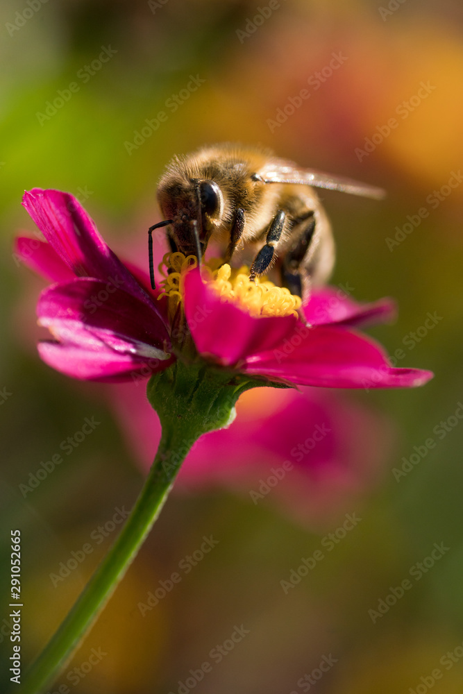 Biene auf lila Blume Biene auf lila Blume