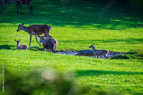 Hirschkalb mit Mutter in der Natur