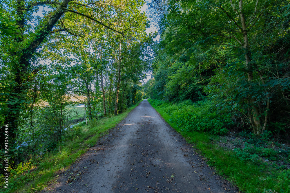 Footpath between trees on a sunny day Footpath between trees on a sunny day