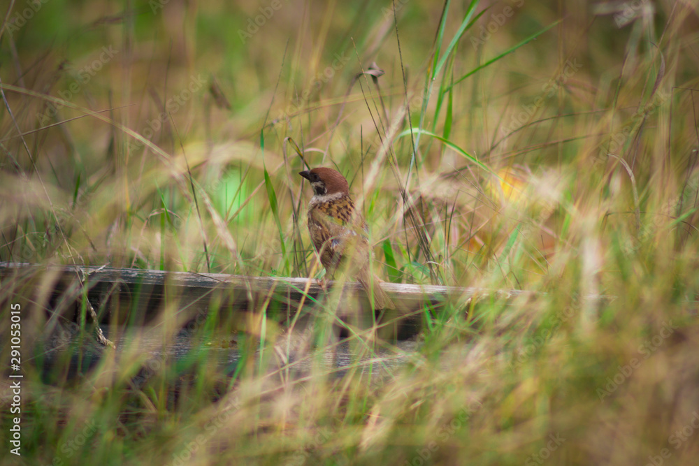 A small sparrow hidden in the grass looks timidly above the plants, bird, nature, A small sparrow hidden in the grass looks timidly above the plants, bird, nature,