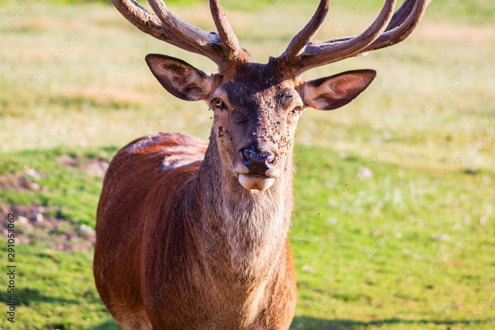 Hirsch mit Fliegen im Gesicht Hirsch mit Fliegen im Gesicht