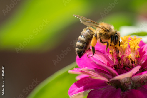 Biene auf lila Blume © JMormul