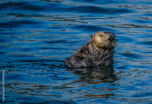 Solitary sea otter pocking his head out of the cold Alaskan Inside Passage waters