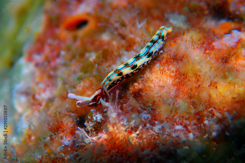 Thuridilla hopei - Sacoglossan sea slug, underwater shoot in the Mediterranean sea