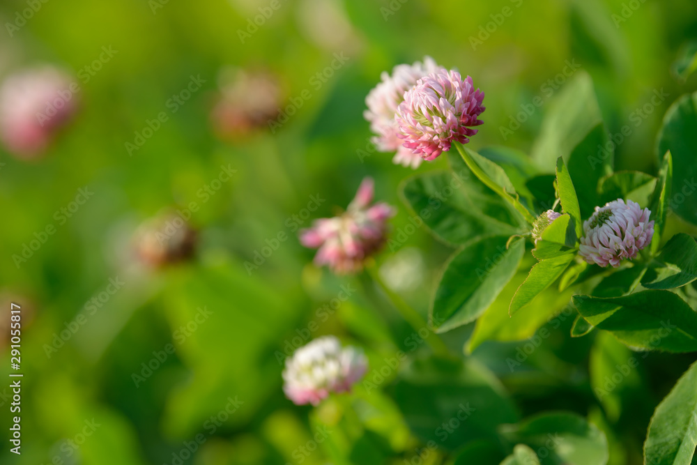 Clover Flowers in the field background. Blooming medicinal wild herb. Group of clover inflorescence in the meadow. Clover Flowers in the field background. Blooming medicinal wild herb. Group of clover inflorescence in the meadow.