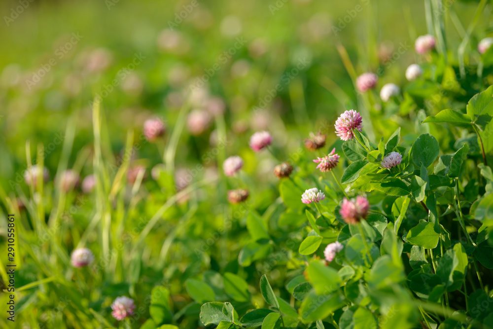 Clover Flowers in the field background. Blooming medicinal wild herb. Group of clover inflorescence in the meadow. Clover Flowers in the field background. Blooming medicinal wild herb. Group of clover inflorescence in the meadow.