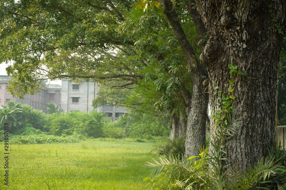 house in the forest with cool texture in trees