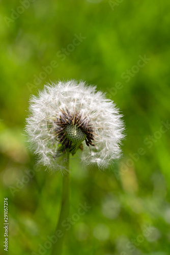 Close up of a dandelion with a natural green background