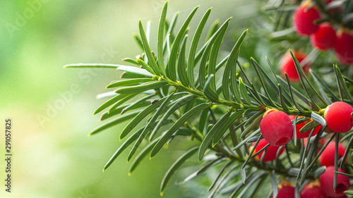 Obraz na płótnie Yew, ripe red berries on a branch, green background.