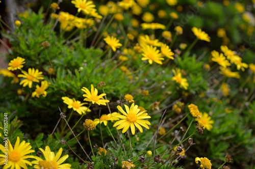 A peaceful field of yellow