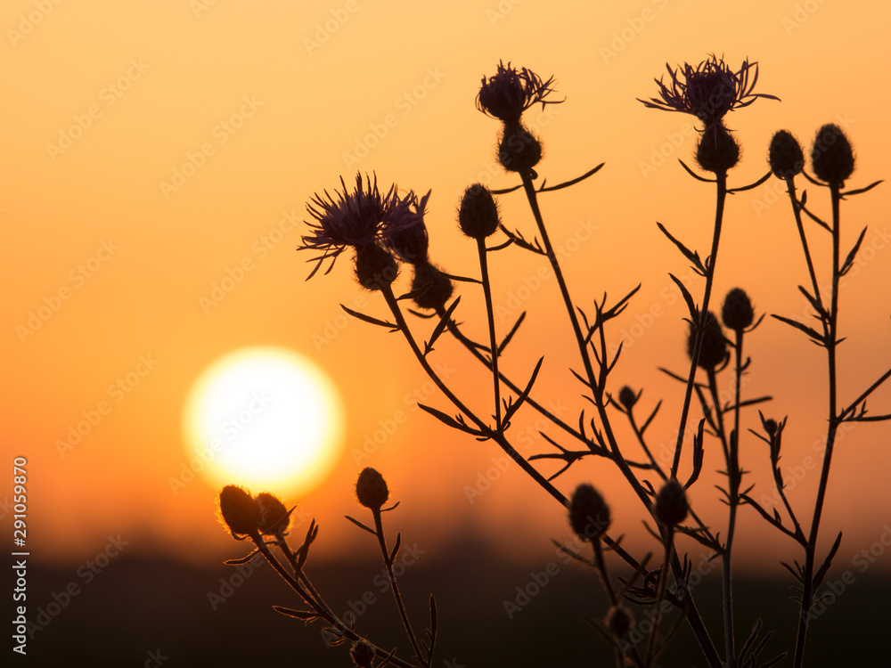 Obraz premium Sunset