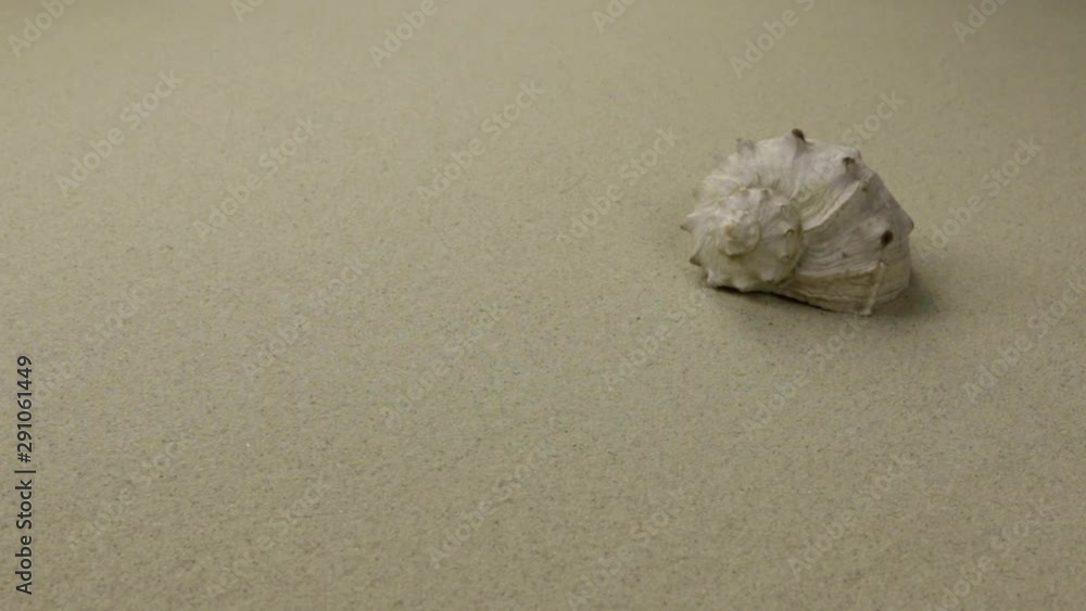 Seashell on sand. Slider shot. Sea summer vacation background Seashell on sand. Slider shot. Sea summer vacation background
