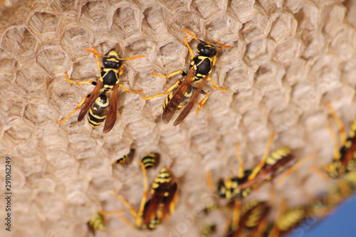 Wasps make a hive for posterity