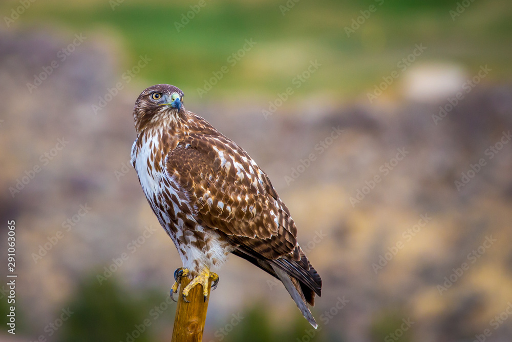 Hawk Hawk